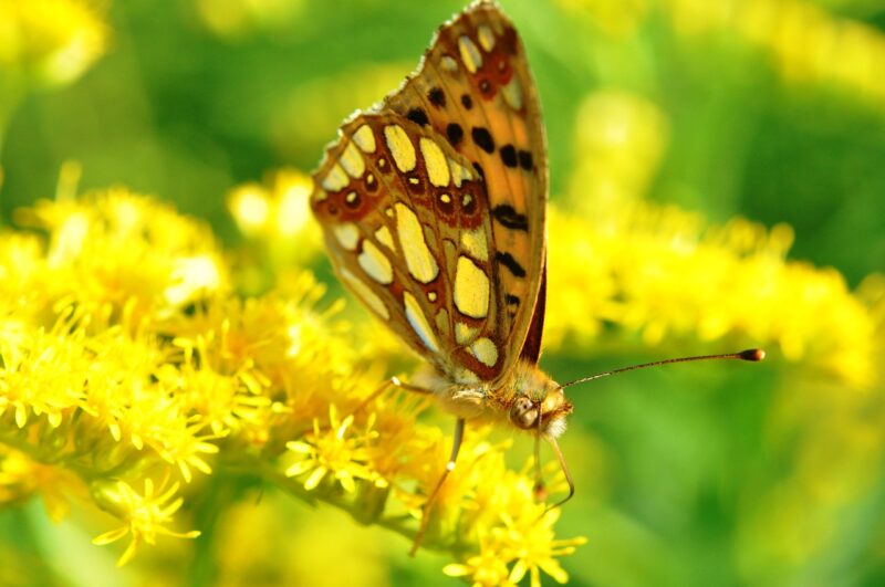 butterfly, buterfly, summer