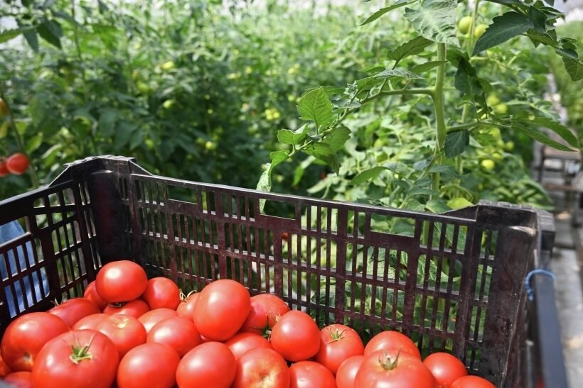 Pomidorai: nauda ir žala sveikatai. Įdomūs faktai %d1%80%d0%b3%d0%b0%d1%83-%d0%bc%d1%81%d1%85%d0%b0-%d0%b8%d0%bc%d0%b5%d0%bd%d0%b8-%d0%ba-%d0%b0-%d1%82%d0%b8%d0%bc%d0%b8%d1%80%d1%8f%d0%b7%d0%b5%d0%b2%d0%b0