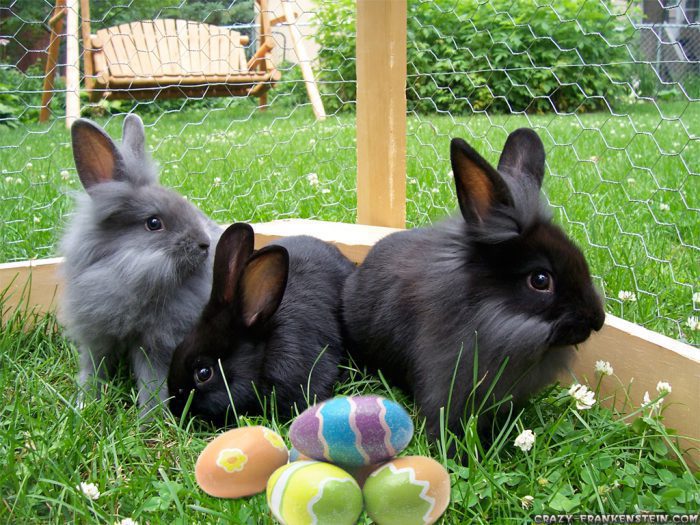 13035 Cute Bunnies And Easter Eggs Straipsniai.lt