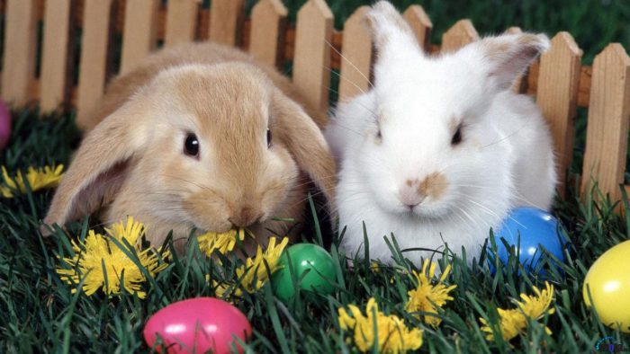 13049 Cute Bunnies And Easter Eggs 6 Straipsniai.lt