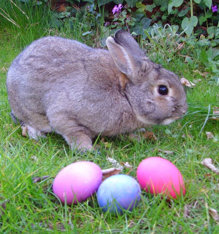 13053 Cute Bunnies And Easter Eggs 3 Straipsniai.lt