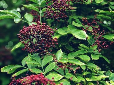 A detailed close-up view of elderberry clusters showcasing their vibrant color and lush green foliage.
