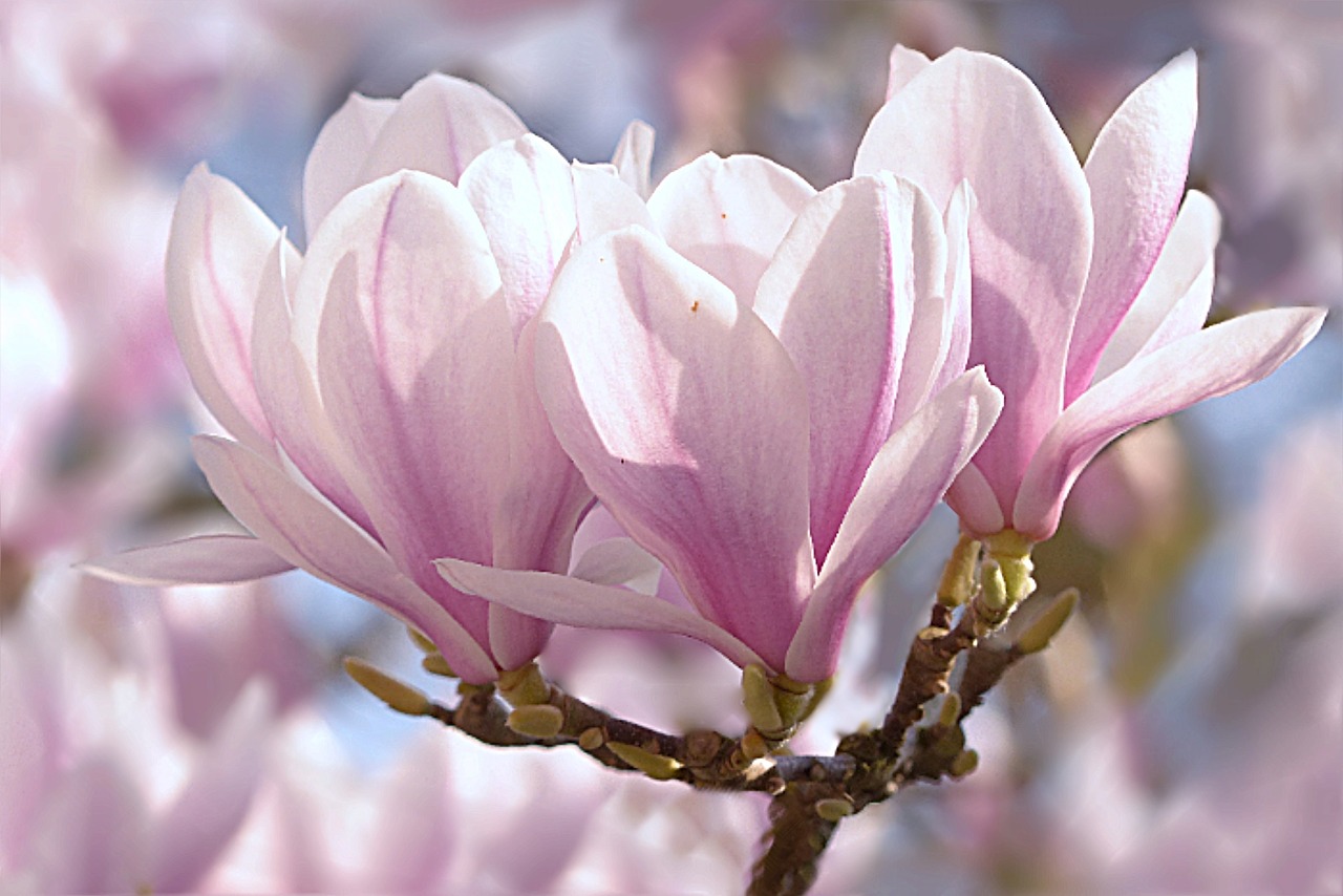 tulip magnolia, magnolia x soulangiana, tree