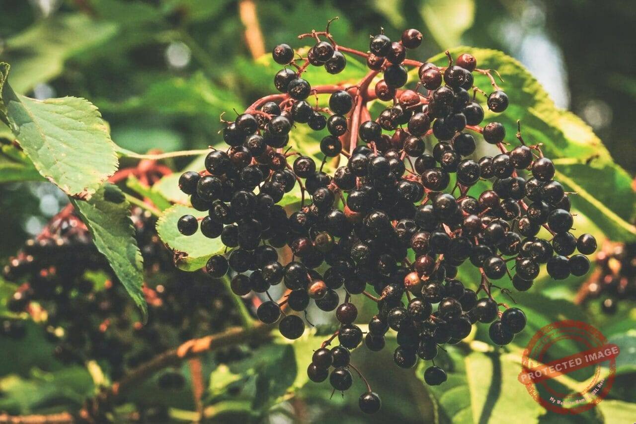 Close-up of ripe elderberries hanging on branches with lush green leaves in a sunny garden setting.