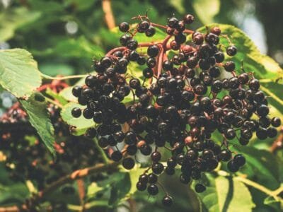 Close-up of ripe elderberries hanging on branches with lush green leaves in a sunny garden setting.