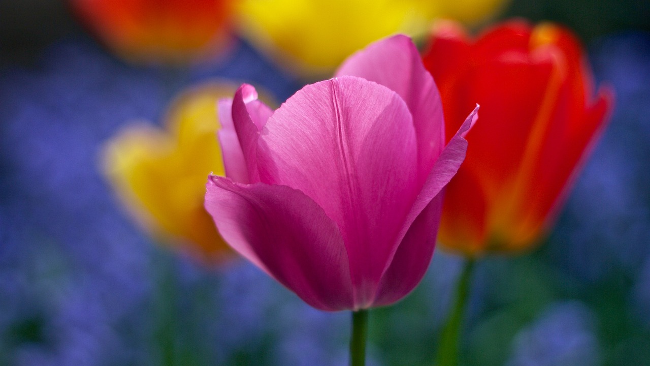 tulip, flower background, pink