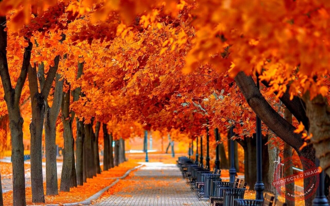 Autumn Tree Leaves Beauty Nature Landscape