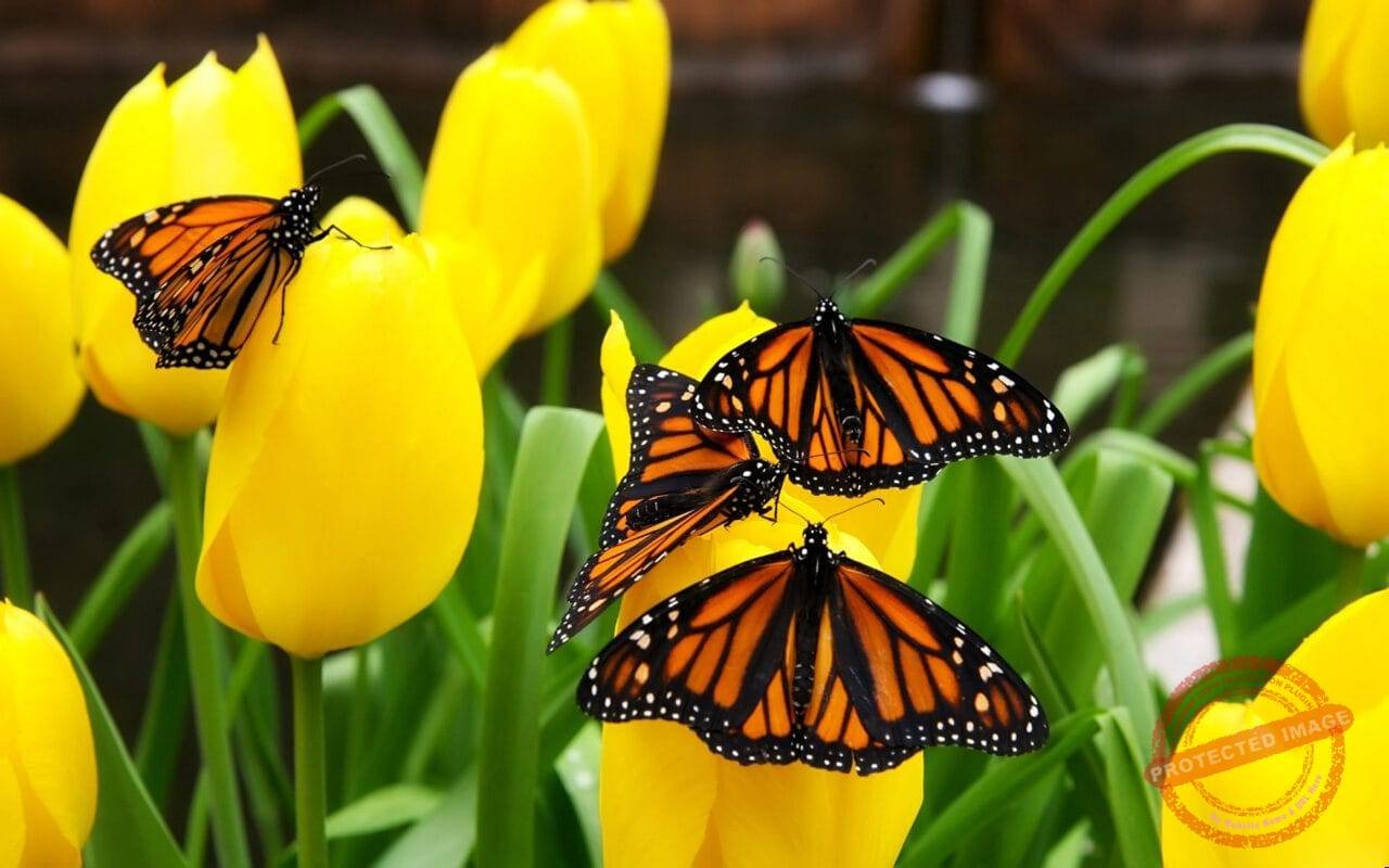 The Beauty Of Life