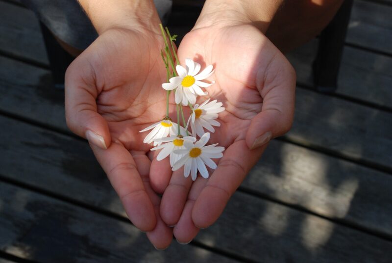 flower, hands, flower wallpaper