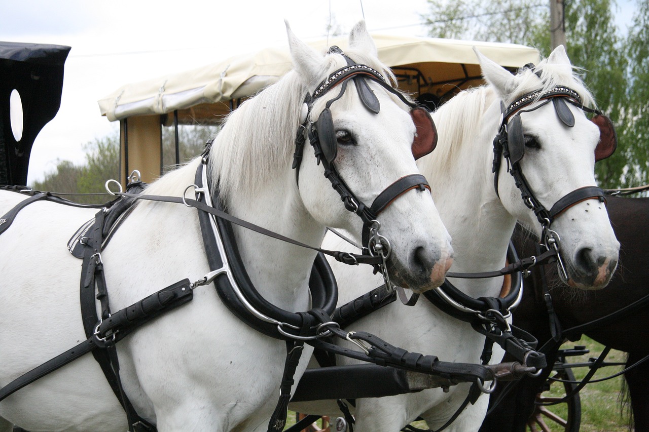 horses, a horse, truck