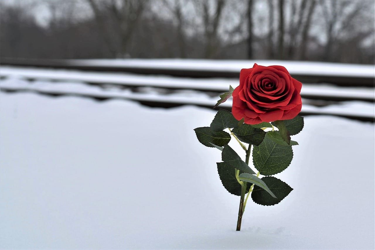 red rose in snow, love symbol, railway, lost love, remembering all victims, of suicide on rail, winter, cold, frozen, nature, tree, season, snow, ice, outdoor