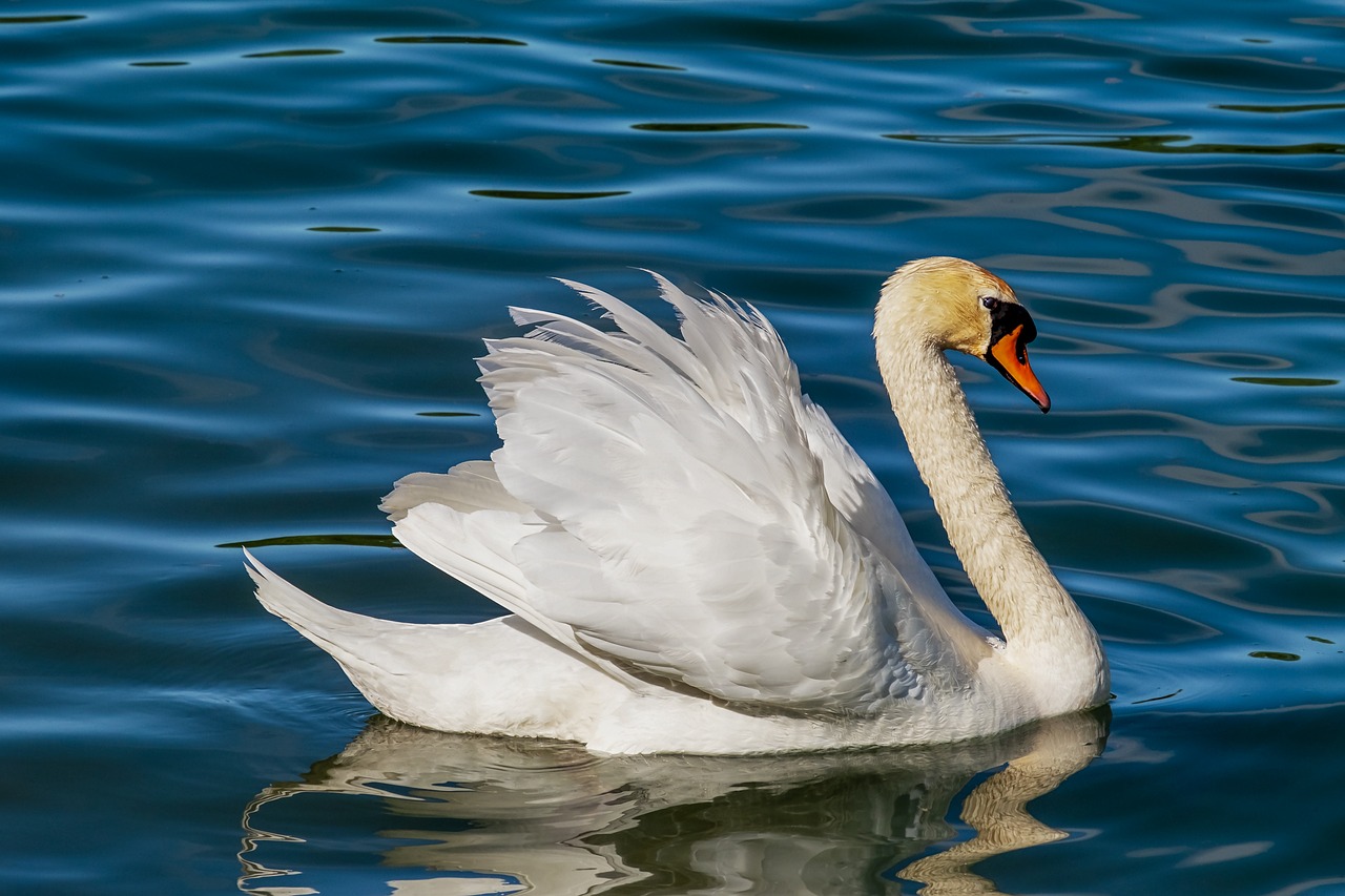 swan, bird, white swan