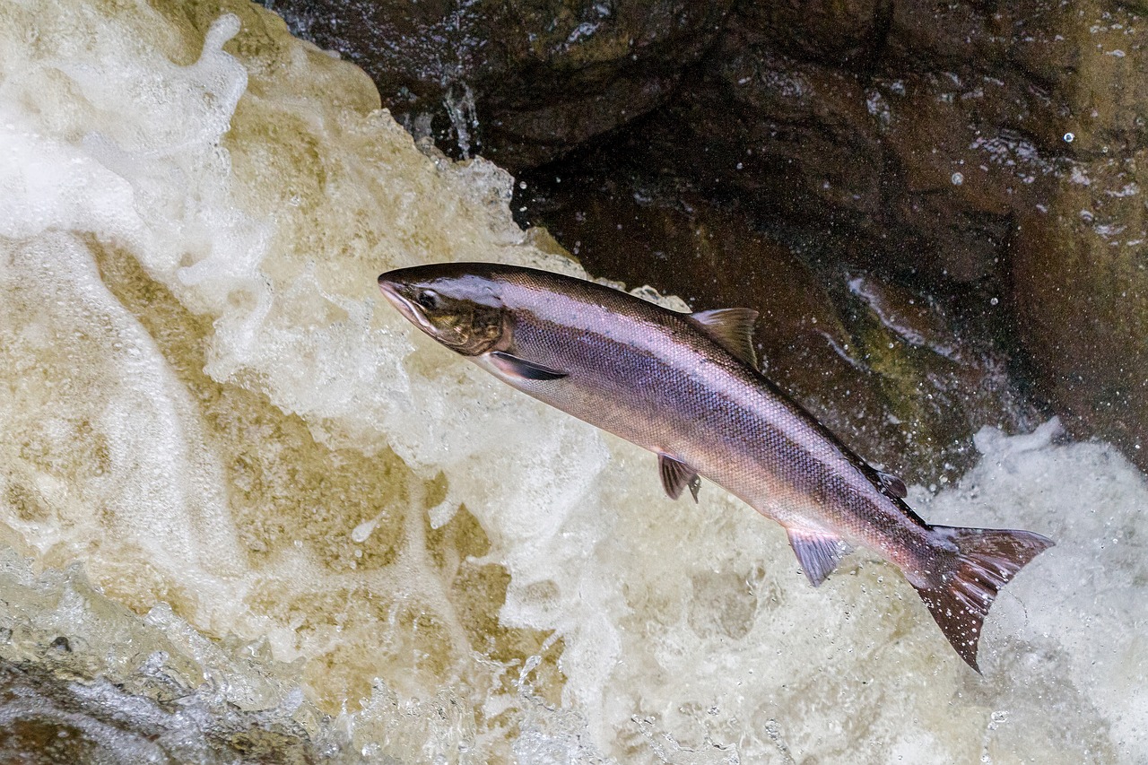 salmon, leaping, salmon leaping