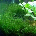 Akvariuminiai augalai: Vesicularia dubyanam