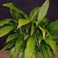 Akvariuminiai augalai: Spathiphyllum wallisii