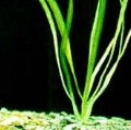 Akvariuminiai augalai: Saggitaria subulata