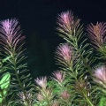 Akvariuminiai augalai: Rotala wallichii