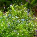 Akvariuminiai augalai: Riccia fluitans