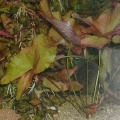 Akvariuminiai augalai: Nymphaea pubescens