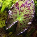Akvariuminiai augalai: Nymphaea lotus (zenkeri)