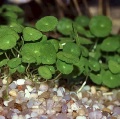 Akvariuminiai augalai: Hydrocotyle verticillata