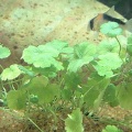 Akvariuminiai augalai: Hydrocotyle sibthorpioides (maritima)