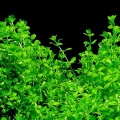 Akvariuminiai augalai: Hemianthus micranthemoides