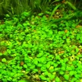 Akvariuminiai augalai: Glossostigma elatinoides