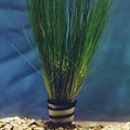 Akvariuminiai augalai: Eleocharis acicularis