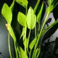 Akvariuminiai augalai: Echinodorus subalatus