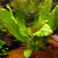 Akvariuminiai augalai: Echinodorus "Ozelot" (žalias)
