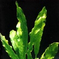 Akvariuminiai augalai: Echinodorus martii (maior)