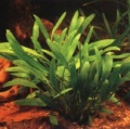 Akvariuminiai augalai: Cryptocoryne x willisii “lucens”