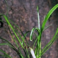 Akvariuminiai augalai: Cryptocoryne crispatula var. Balansae