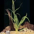 Akvariuminiai augalai: Crinum natans