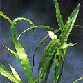 Akvariuminiai augalai: Aponogeton rigidifolius