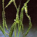 Akvariuminiai augalai: Aponogeton longiplumulosus