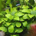 Akvariuminiai augalai: Anubias barteri var. nana