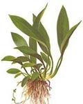 Akvariuminiai augalai: Anubias barteri var. angustifolia ("afzelii")