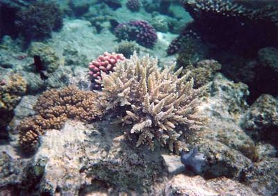 3865 11 see corall Straipsniai.lt