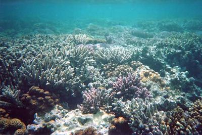 3865 13 see coralls Straipsniai.lt