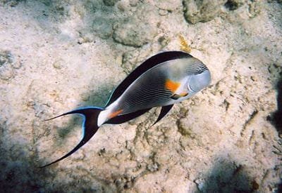 3865 17 see orangefish