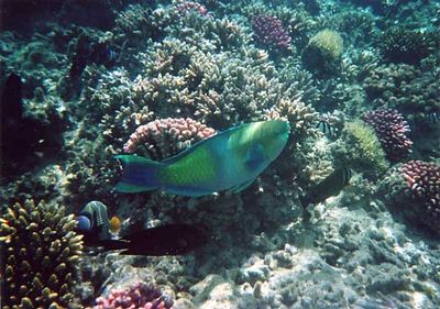 3865 5 see bluegreenfish Straipsniai.lt