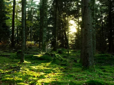 Kaip išgyventi miške be maisto