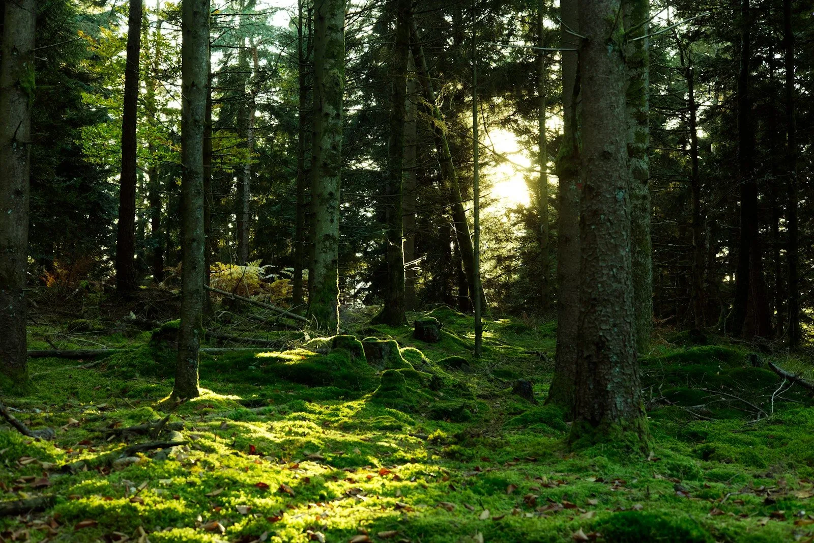 3siyflyzb o Straipsniai.lt