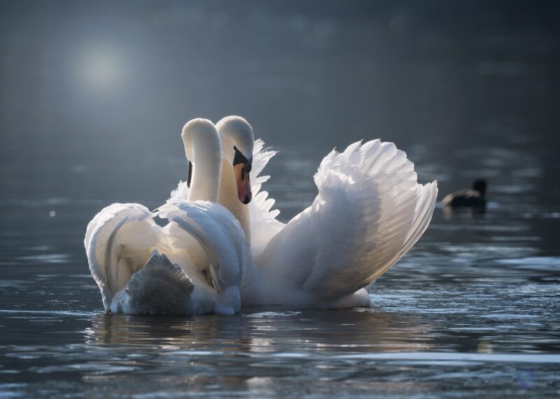 swan, few, love