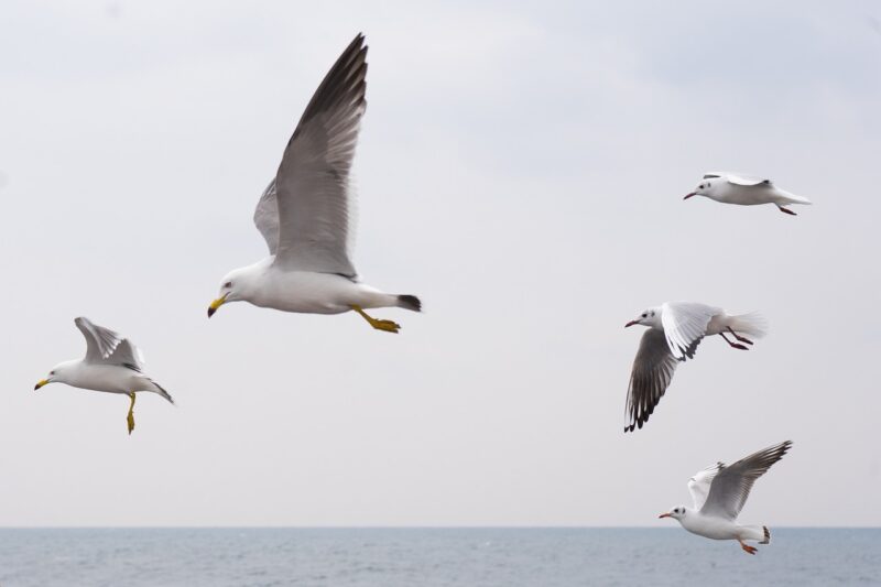 seagull, sea, birds