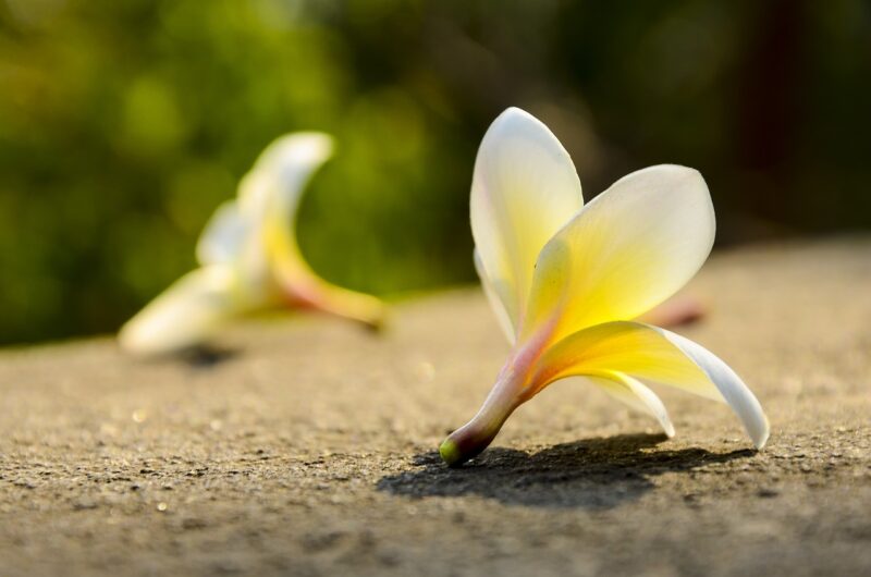 crocus, plant, nature