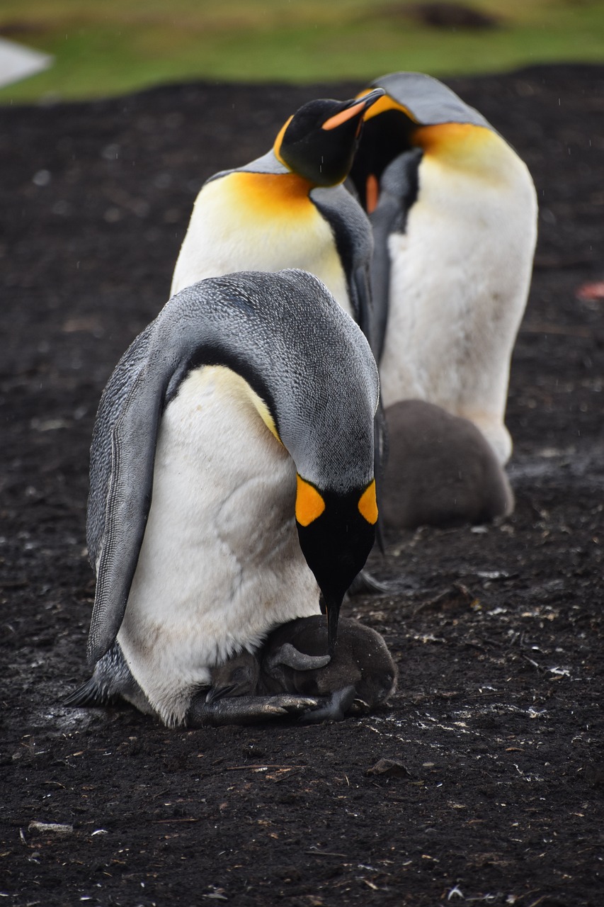 port stanley, falkland islands, malvinien