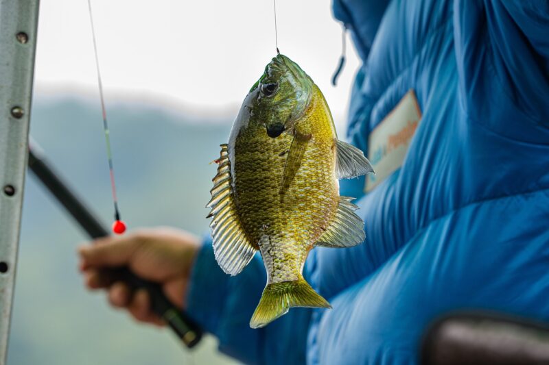 catch, blue gills, fishing